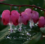 bland blomster & bladverk