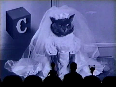  poor cat in a wedding dress 