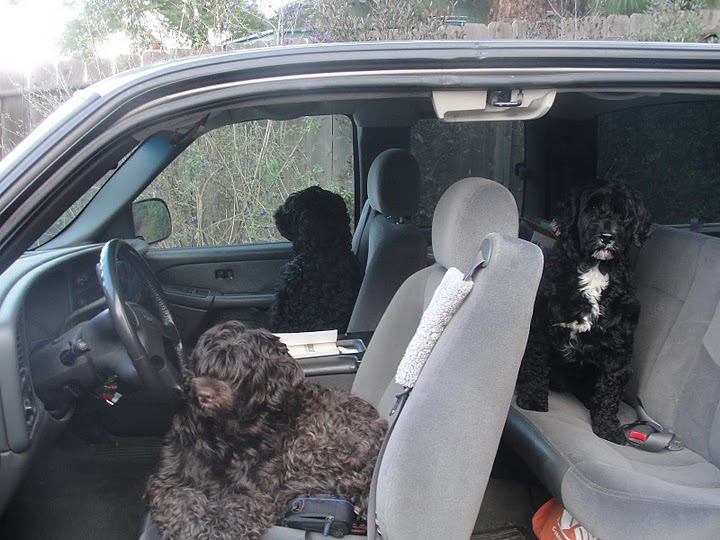 [Dog+Car1]
