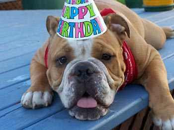 Dog_birthday_hat.jpg