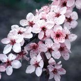 [plum+blossoms.jpg]