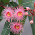Pink By Nature