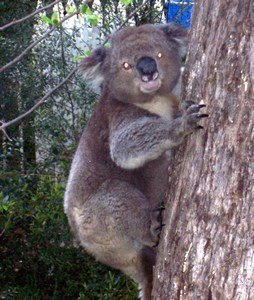 Mini Koala