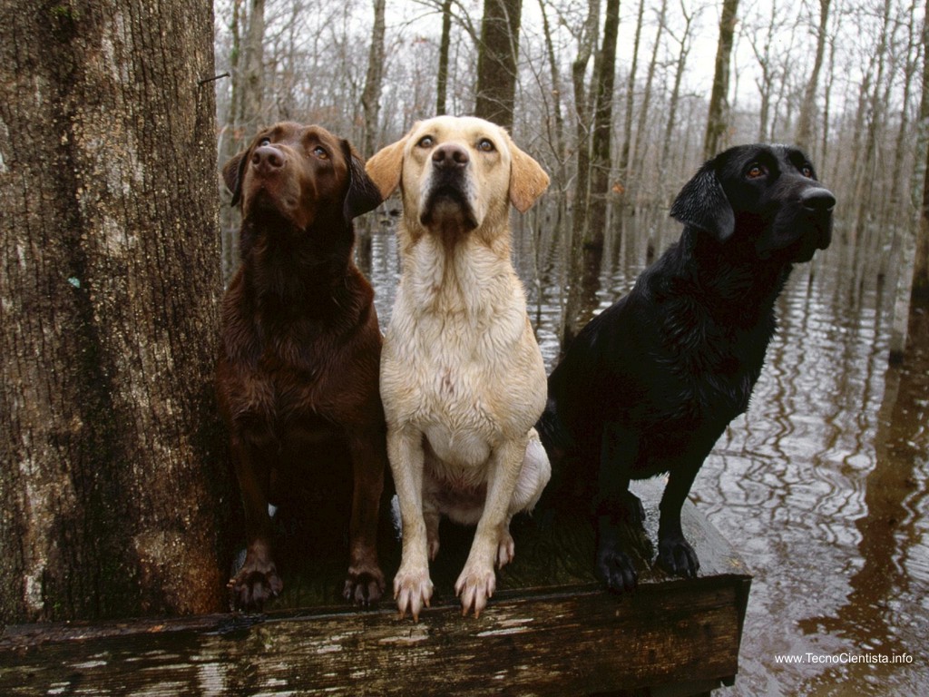 [trinca_labradores_labrador.jpg]