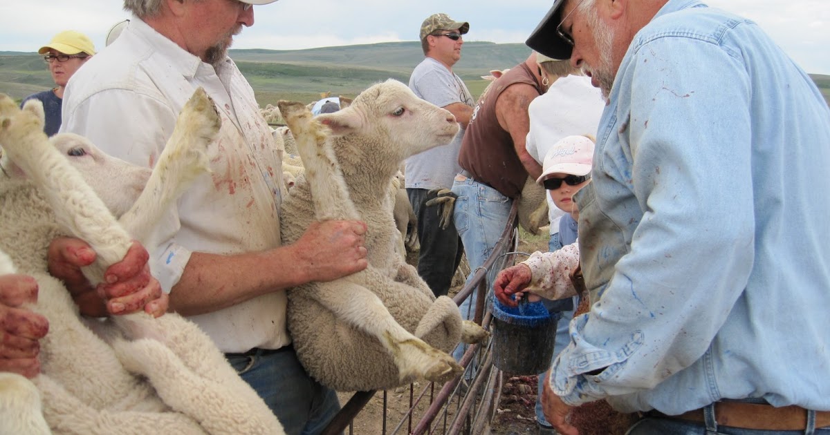 My internship with the Fremont County Coroner Sheep Docking Weekend