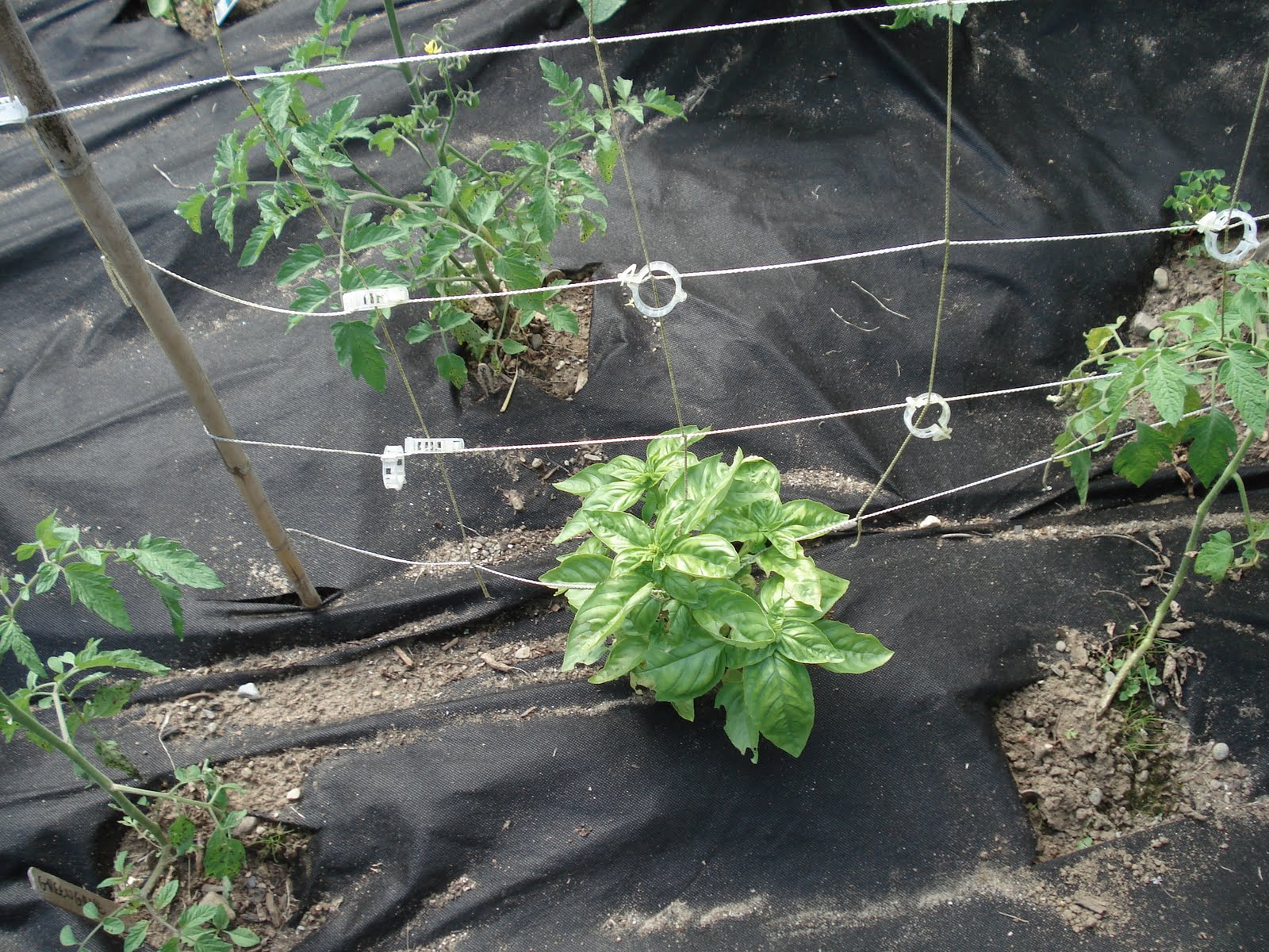 [Tomato_Basil.JPG]