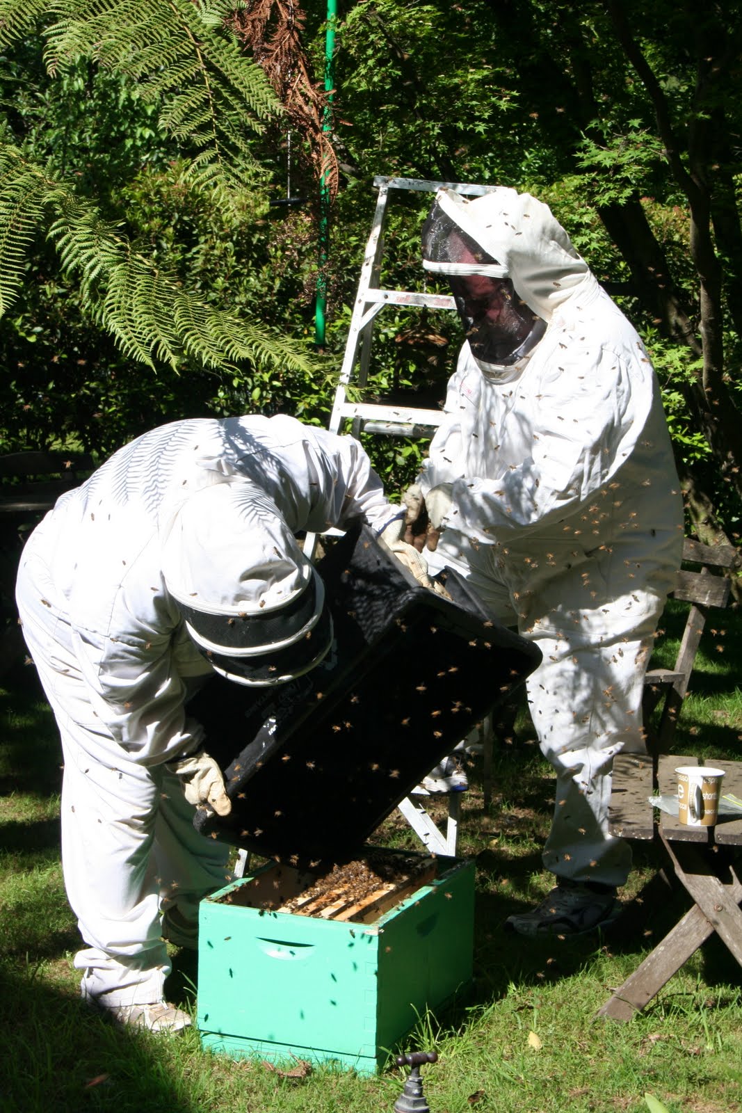 [bees+last+2.JPG]