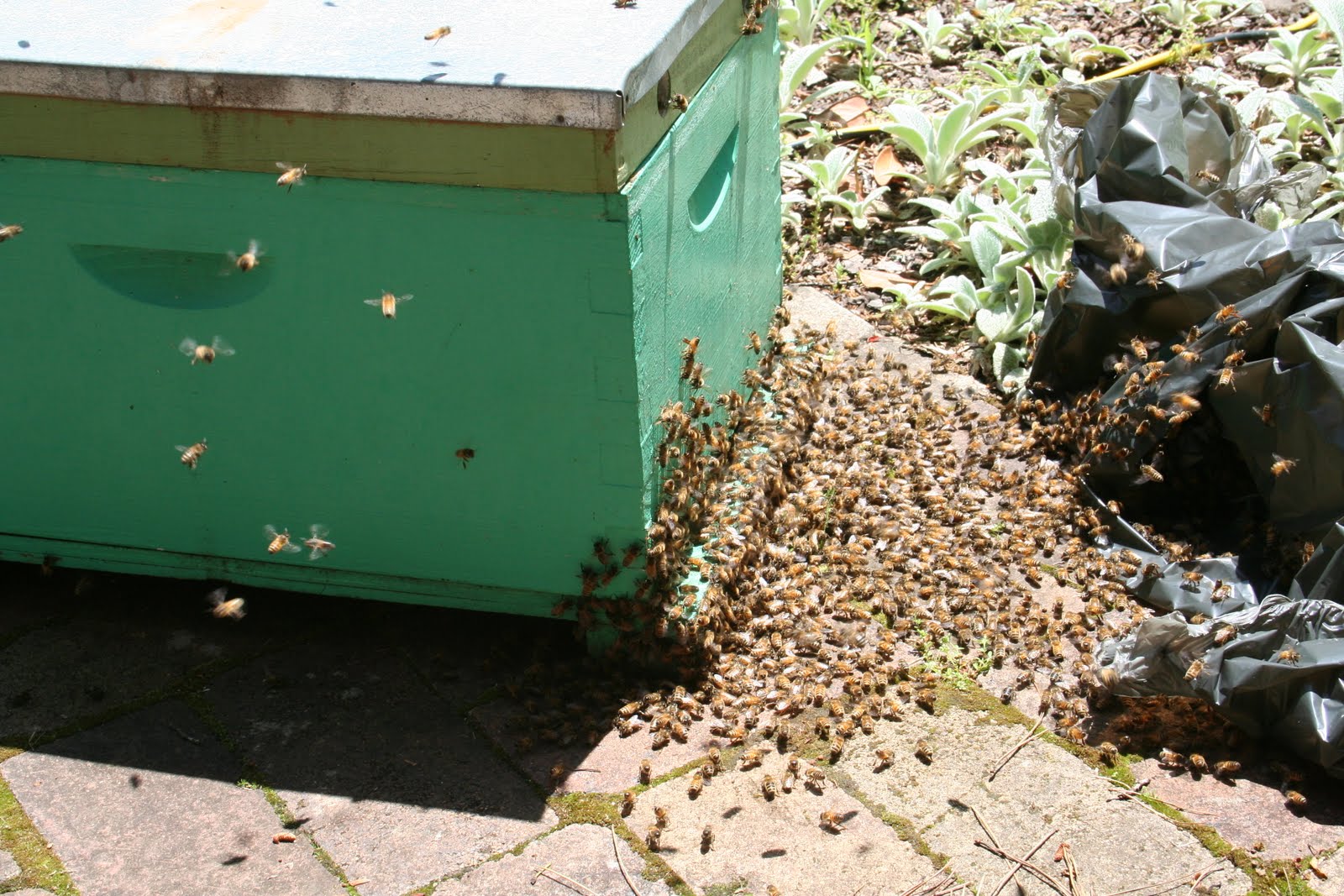 [bee+catch+4.JPG]