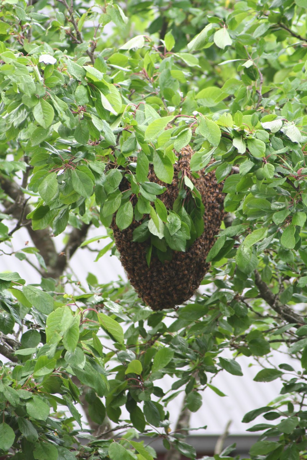 [bees1.JPG]