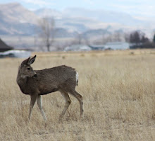 Wyoming Deer Spring 2009