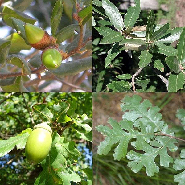 LE CHENE-Quercus-PHYTOTHERAPIE-HOMEOPATHIE-MEDECINE NATURELLE LE CHENE-Quercus-PHYTOTHERAPIE-HOMEOPATHIE-MEDECINE NATURELLE