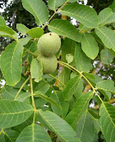 Juglans regia-Noyer