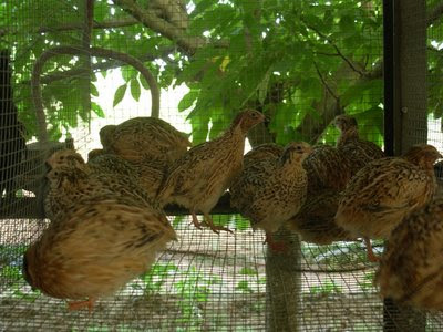 Aviarium: codorniz común dorada (codorniz de carne)