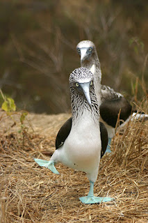 அறிவியல் வினோதங்கள் Dancing+blue-footed+booby