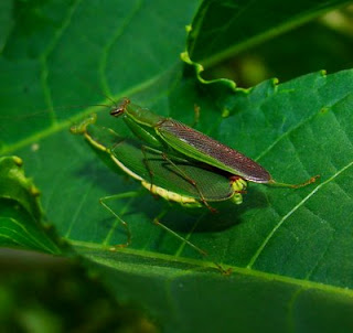 அறிவோமா அறிவியல்: விலங்குகள் சில வினோதங்கள் Praying+mantis+mating2