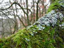 Muschio di Foresta