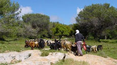 Israel - Mt. Carmel