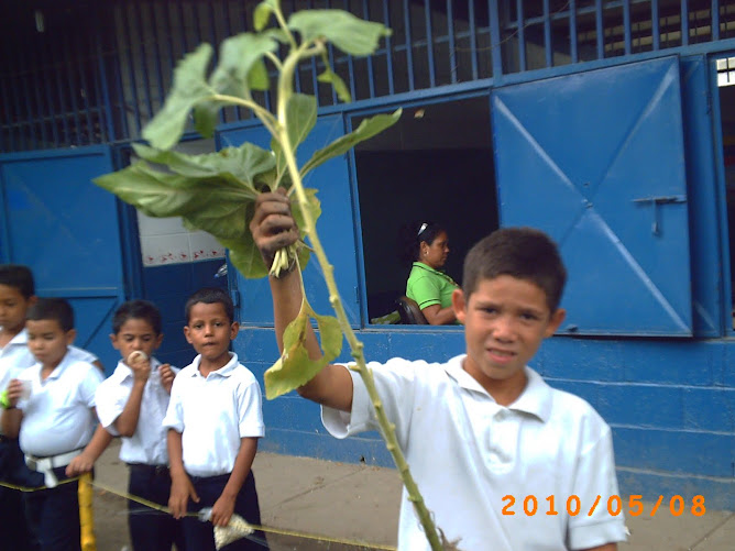 José con resto de planta para abomo orgánico