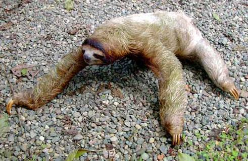 Sick Sloth