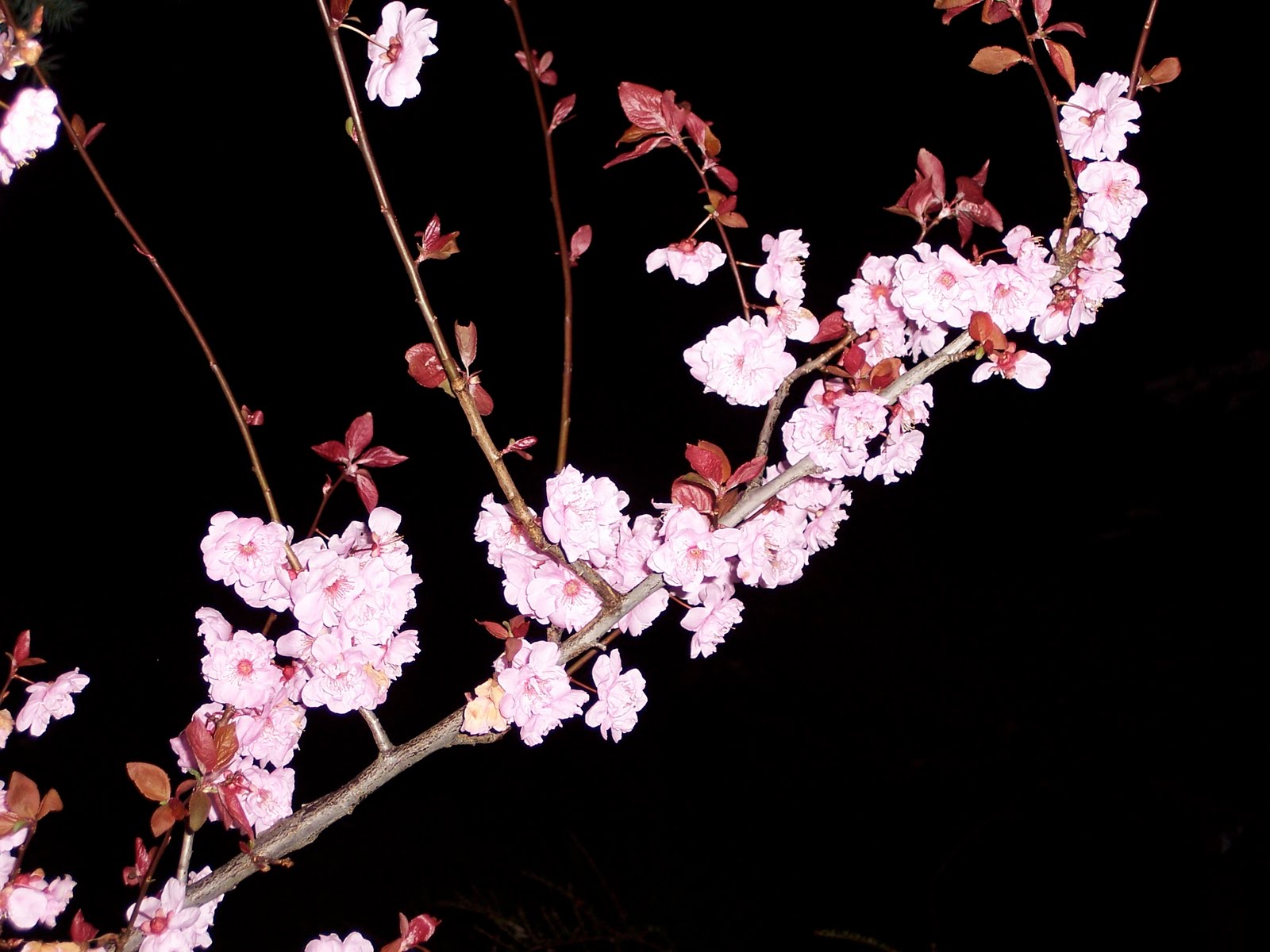 [cherryblossom.JPG]