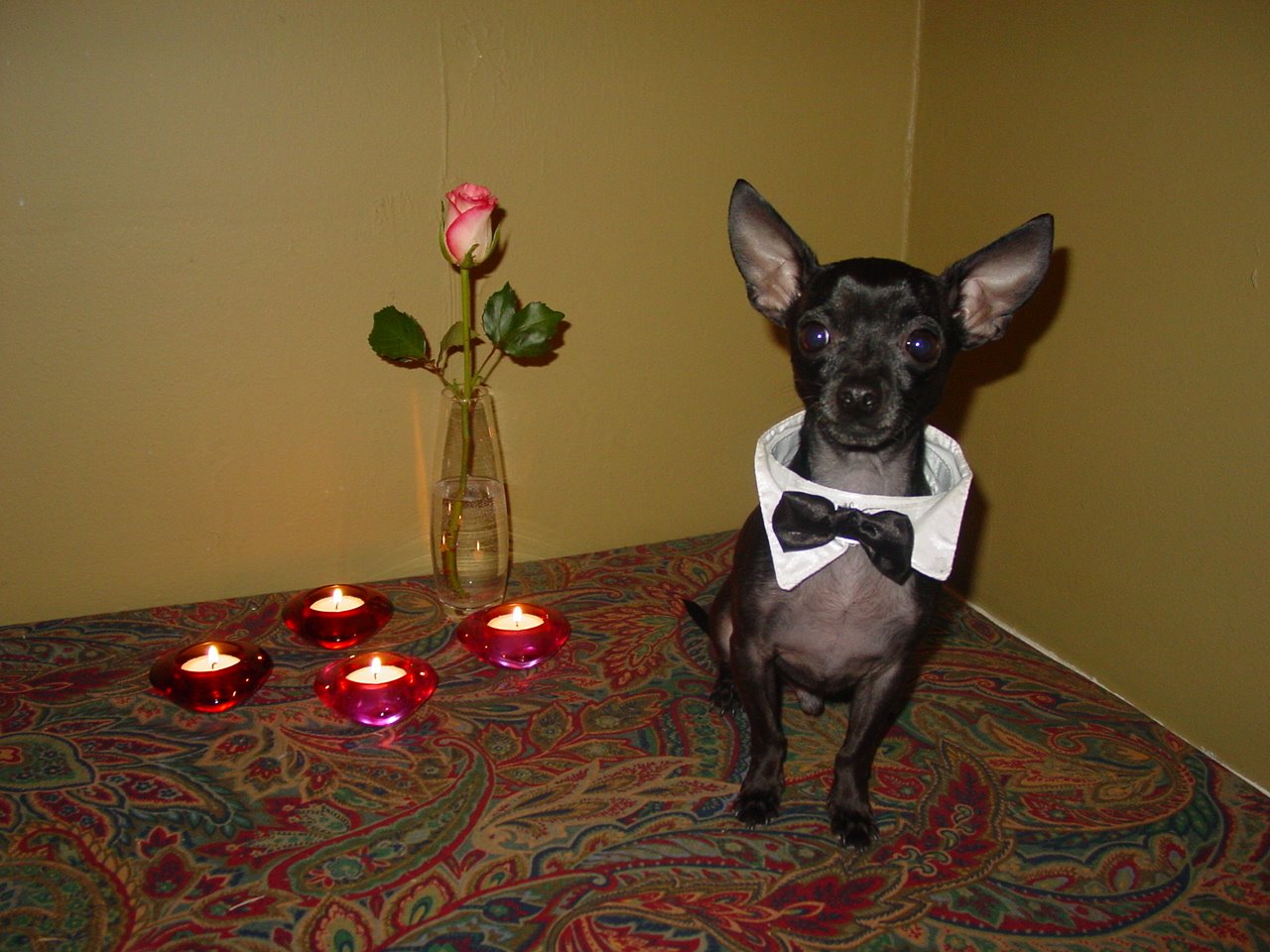 [DSC04711.JPG]
