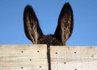 Orelha+de+Burro.jpg