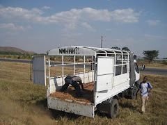 The Truck the Cows Arrived on...bahahahah