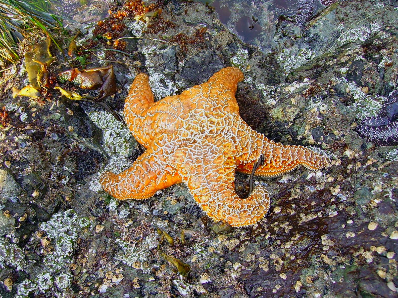 The Echinoblog: SEA STAR DEFENSE! How do starfish protect themselves??