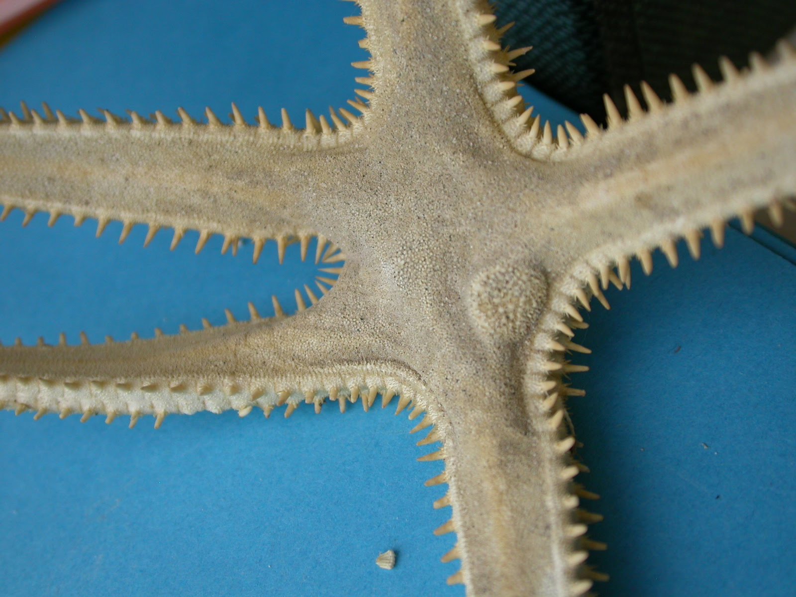 Function Of Madreporite Plate In Starfish