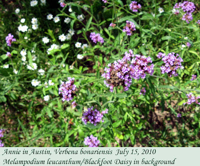 Annieinaustin, Verbena bonariensis