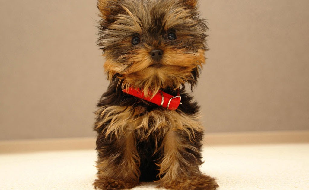 YORKSHIRE TERRIER