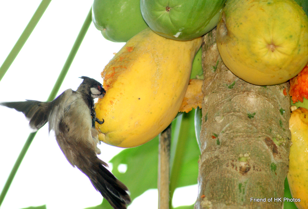 Photographic Wildlife Stories in UK/Hong Kong Happy birdsRedwhiskered Bulbuls enjoying papayas