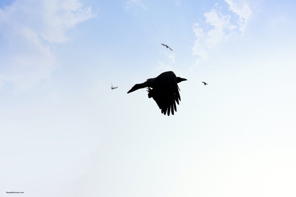 [Hawk.bmp]