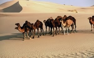 Semua Info Anda Mungkin Disini: Unta Kendaraan Padang Pasir Yang Luar Biasa