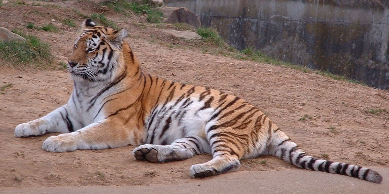 Save Our Tigers Just 1411 Left: Siberian Tigers 2