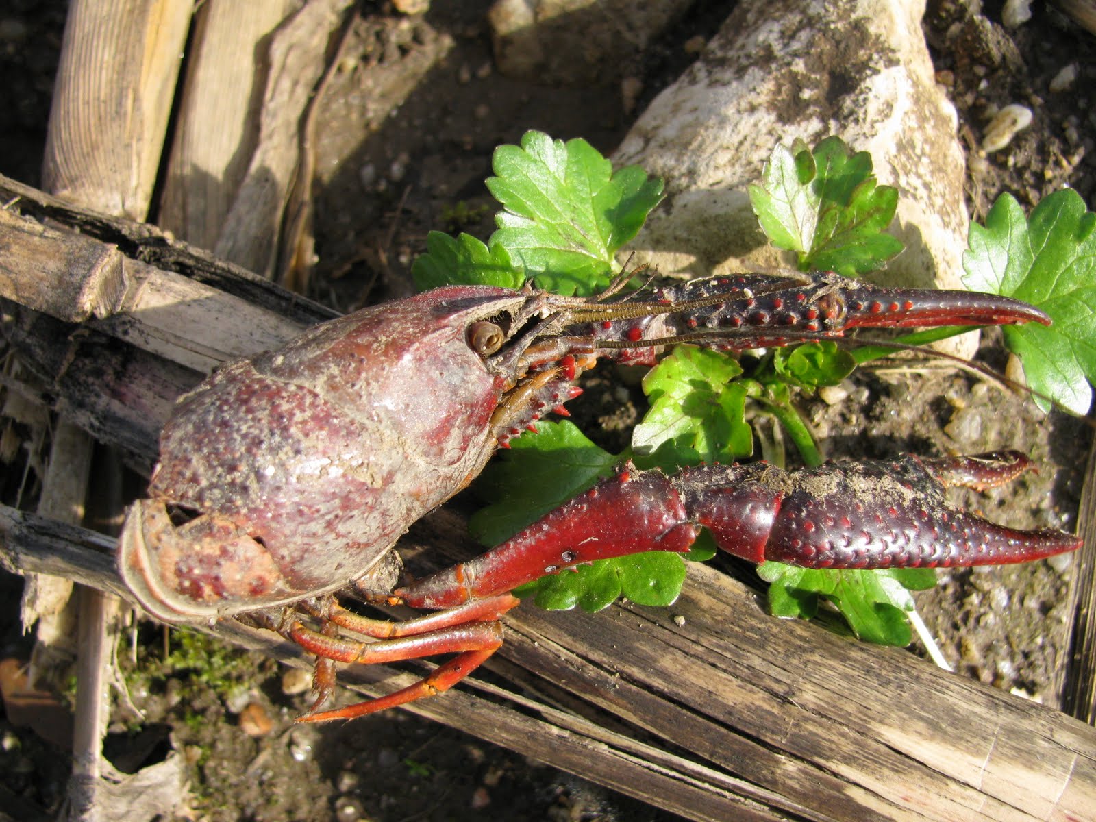 [IMG_3270_Lagostim-vermelho.JPG]