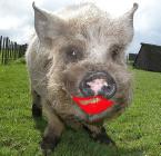 [pig+lipstick.jpg]