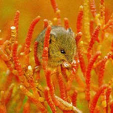 [salt+water+mouse.jpg]