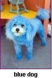 [blue+dog.JPG]