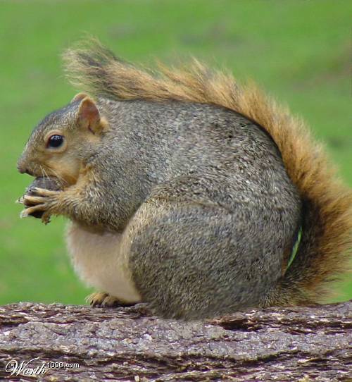 [fat+squirrel.jpg]