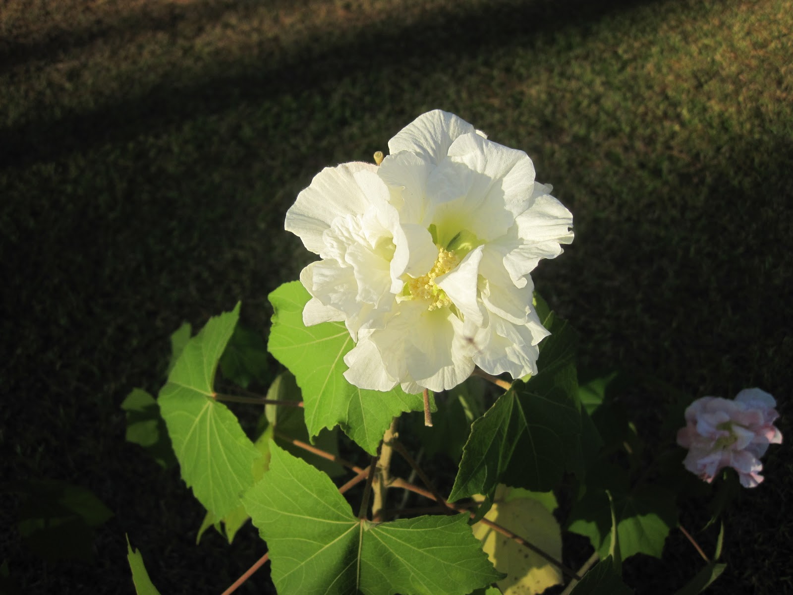 spinsjal Confederate Rose