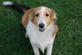 light sable sheltie