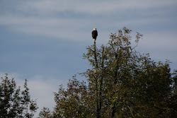 Bald Eagle on the Erie Canal