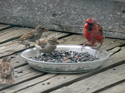 Scruffy Bird