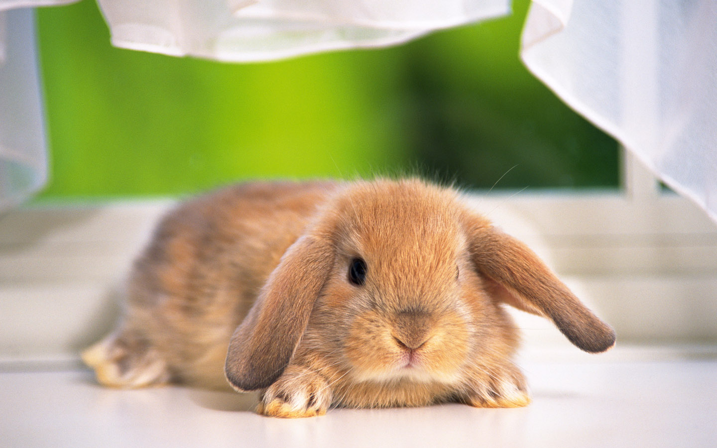 Rabbit Rabbit Rabbit Rabbit | Encyclopedia of World Photo