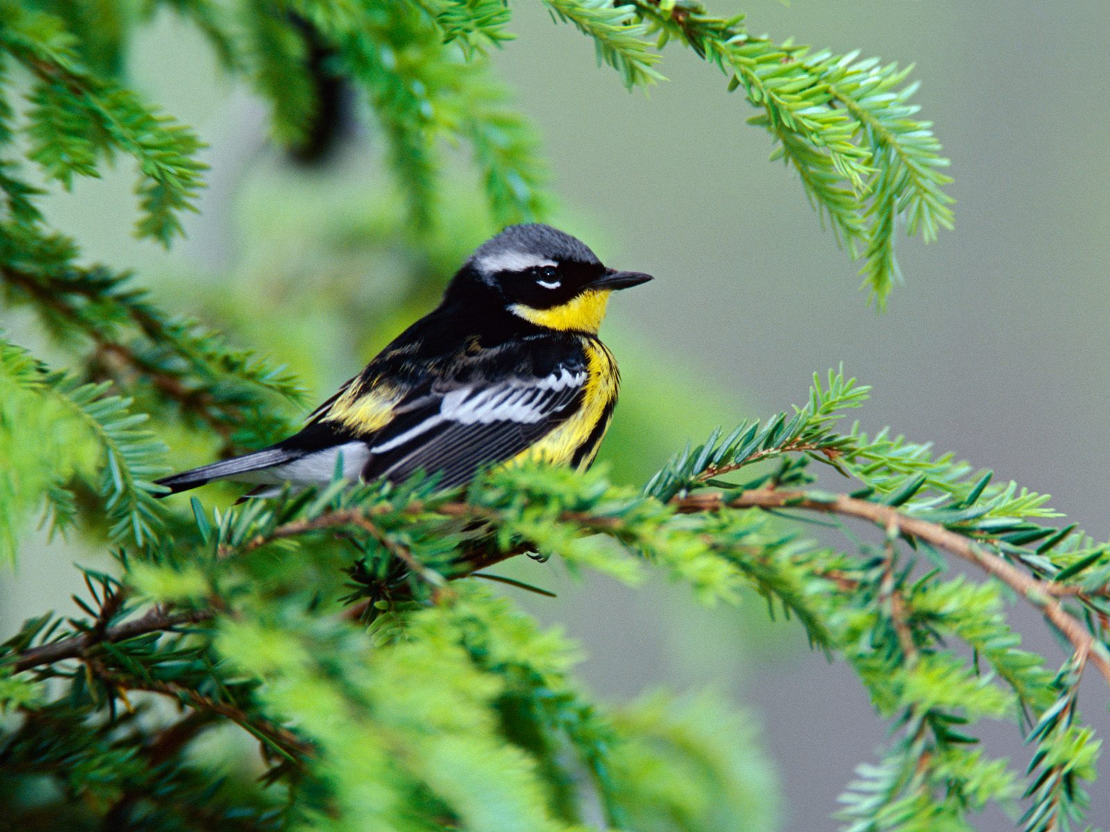 bird bird bird bird encyclopedia of world photo bird bird bird bird encyclopedia of world photo