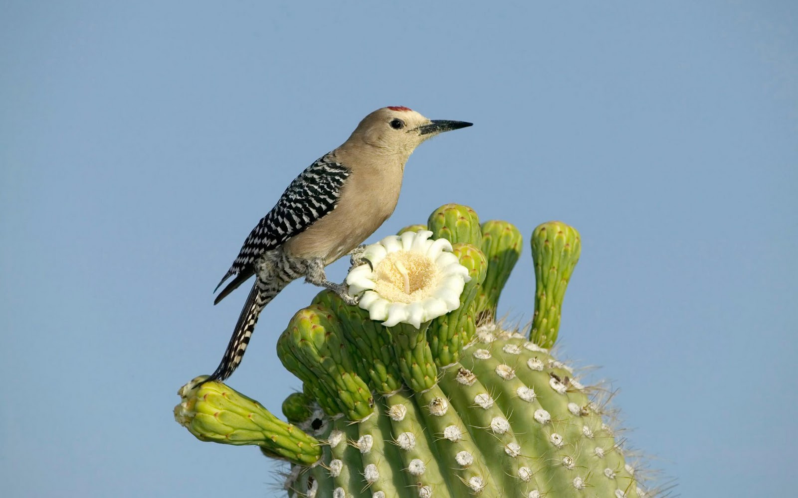 Bird and snake Bird Bird Bird Bird | Encyclopedia of World Photo