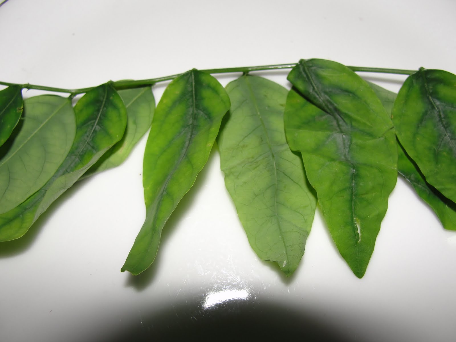 sankalpa 's kitchen vitamin leaves or chakramuni soppina chutney