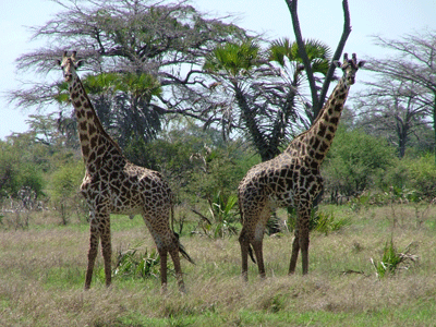 [28042008172832saadanigallery3l.gif]