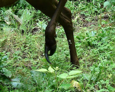 Deformed+horse